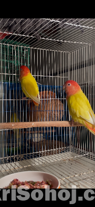 love bird